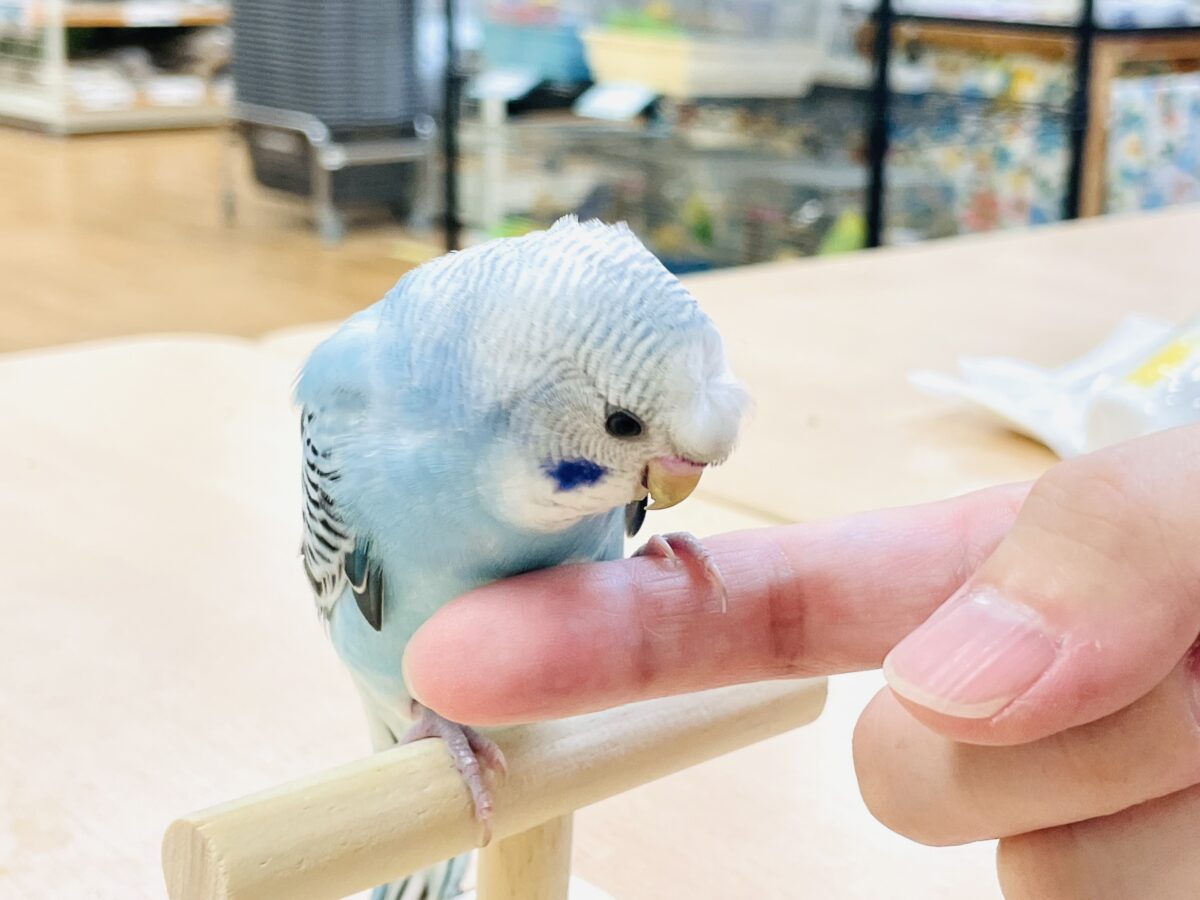 【最新画像】夏だからサンバイザーつけてきたよ🏖☀️梵天セキセイインコ(オパーリン)ヒナ 梵天セキセイインコ