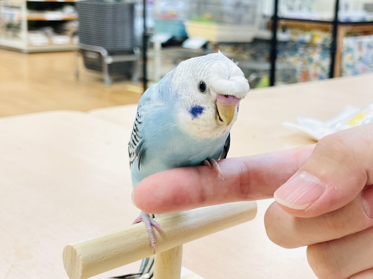 【最新画像】夏だからサンバイザーつけてきたよ🏖☀️梵天セキセイインコ(オパーリン)ヒナ 梵天セキセイインコ
