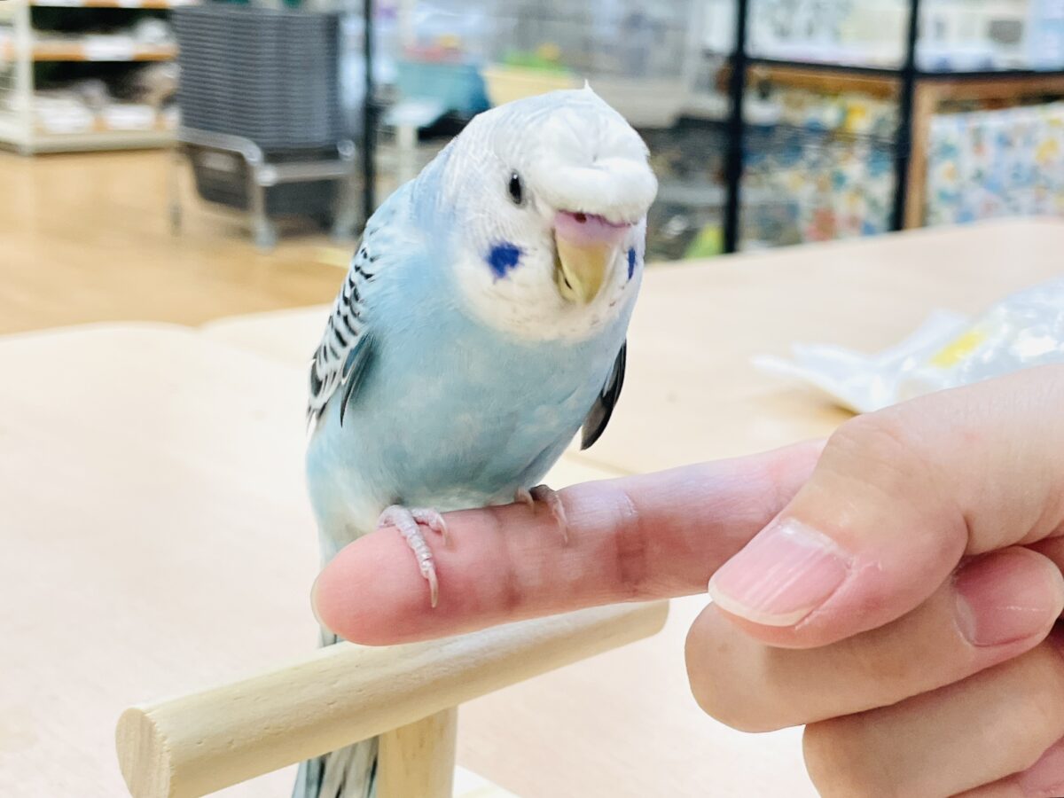 【最新画像】夏だからサンバイザーつけてきたよ🏖☀️梵天セキセイインコ(オパーリン)ヒナ 梵天セキセイインコ
