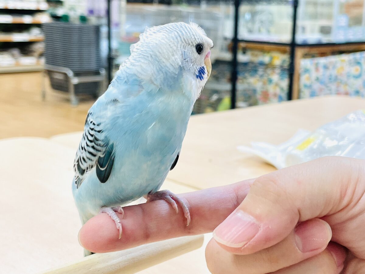 【最新画像】夏だからサンバイザーつけてきたよ🏖☀️梵天セキセイインコ(オパーリン)ヒナ 梵天セキセイインコ