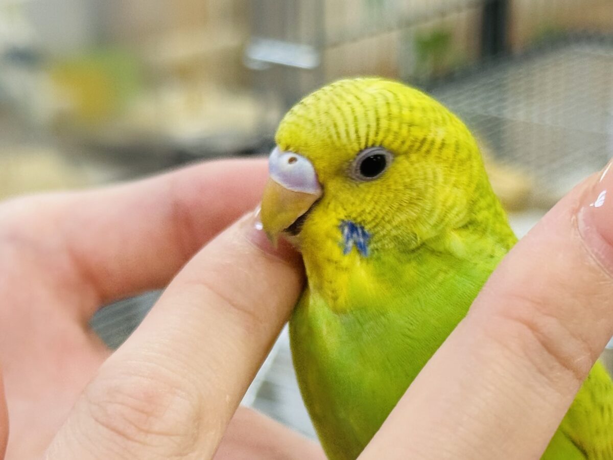 【最新画像】”癒される準備”出来てますか?🫧セキセイインコ(スパングル) セキセイインコ