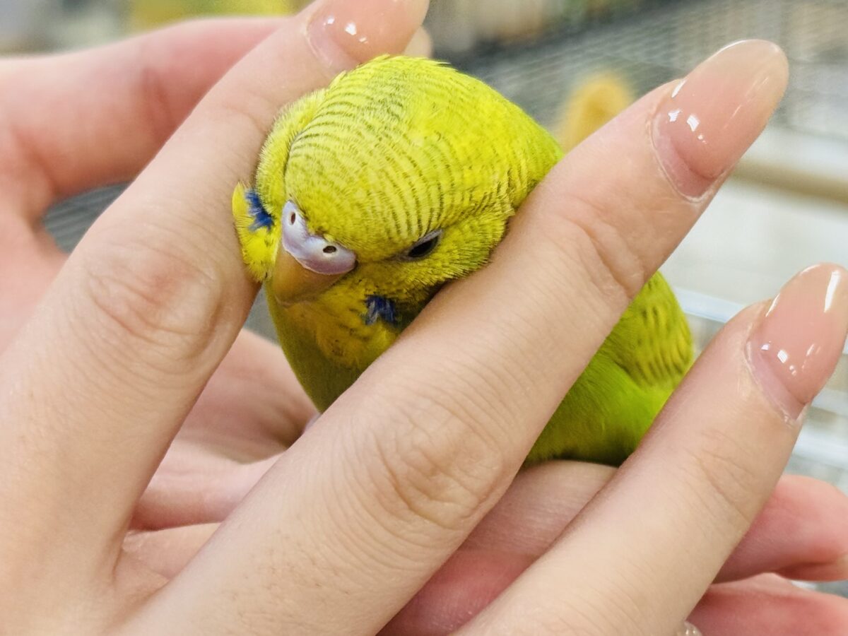【最新画像】”癒される準備”出来てますか?🫧セキセイインコ(スパングル) セキセイインコ