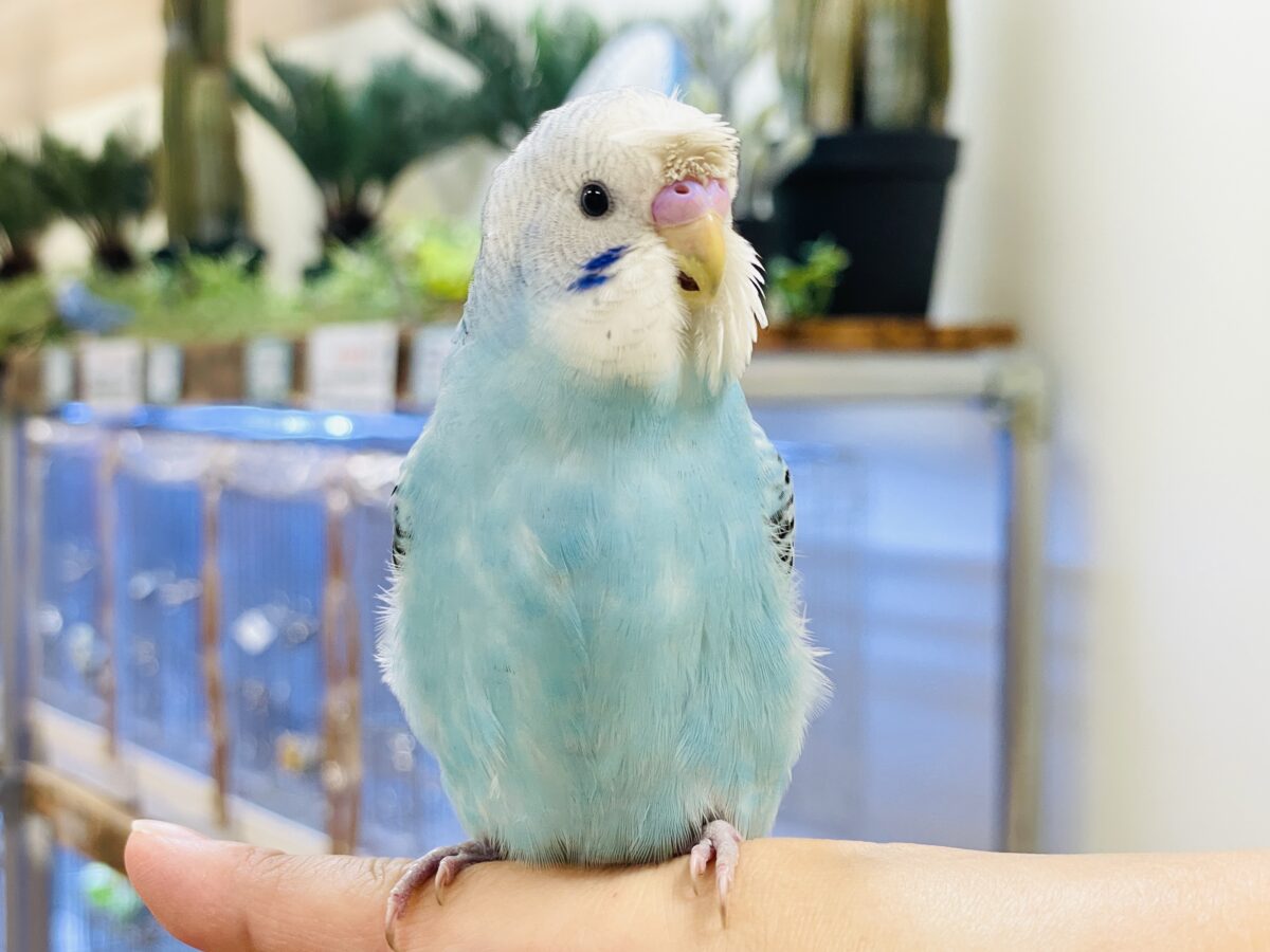 【最新画像】夏だからサンバイザーつけてきたよ🏖☀️梵天セキセイインコ(オパーリン)ヒナ 梵天セキセイインコ