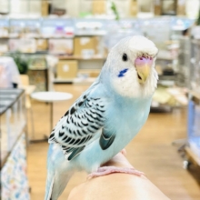 【最新画像】夏だからサンバイザーつけてきたよ🏖☀️梵天セキセイインコ（オパーリン）ヒナ