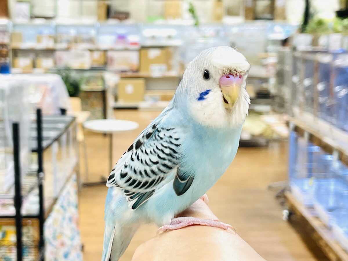 【最新画像】夏だからサンバイザーつけてきたよ🏖☀️梵天セキセイインコ(オパーリン)ヒナ 梵天セキセイインコ