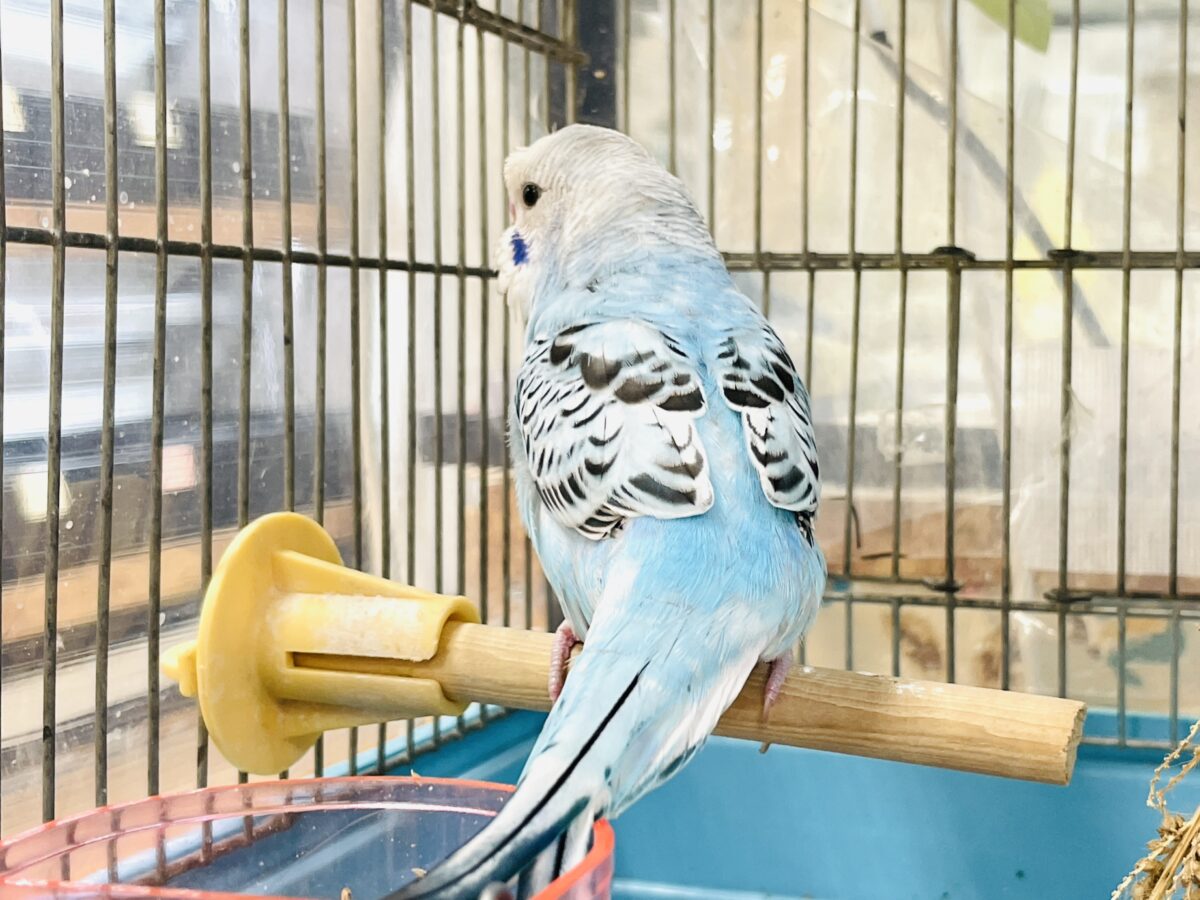 【最新画像】夏だからサンバイザーつけてきたよ🏖☀️梵天セキセイインコ(オパーリン)ヒナ 梵天セキセイインコ