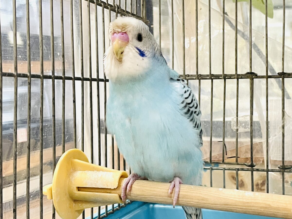【最新画像】夏だからサンバイザーつけてきたよ🏖☀️梵天セキセイインコ(オパーリン)ヒナ 梵天セキセイインコ