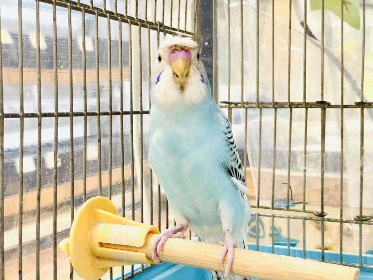 【最新画像】夏だからサンバイザーつけてきたよ🏖☀️梵天セキセイインコ(オパーリン)ヒナ 梵天セキセイインコ