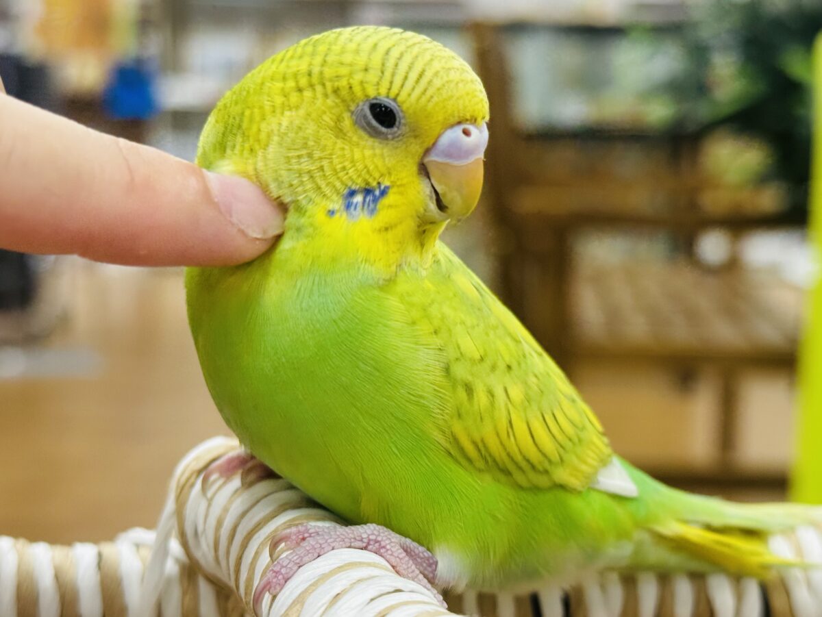 【最新画像】”癒される準備”出来てますか?🫧セキセイインコ(スパングル) セキセイインコ