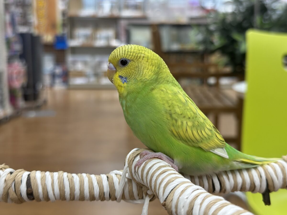 【最新画像】”癒される準備”出来てますか?🫧セキセイインコ(スパングル) セキセイインコ