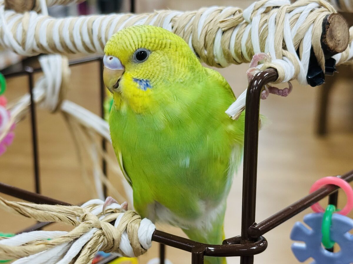 【最新画像】”癒される準備”出来てますか?🫧セキセイインコ(スパングル) セキセイインコ
