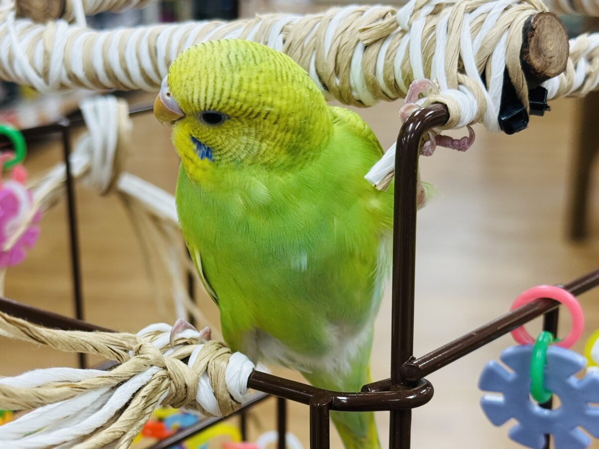 【最新画像】”癒される準備”出来てますか?🫧セキセイインコ(スパングル) セキセイインコ