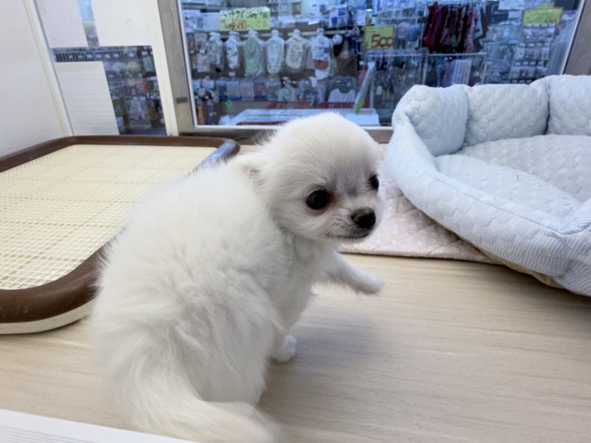 僕、嬉しくてニコニコしちゃうんだぁ😆かまって坊や参上✨チワワの男のコきました⭐️ チワワ