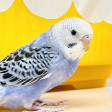 【最新画像】元気に鳴いて可愛くアピール💕セキセイインコ（オパーリン）