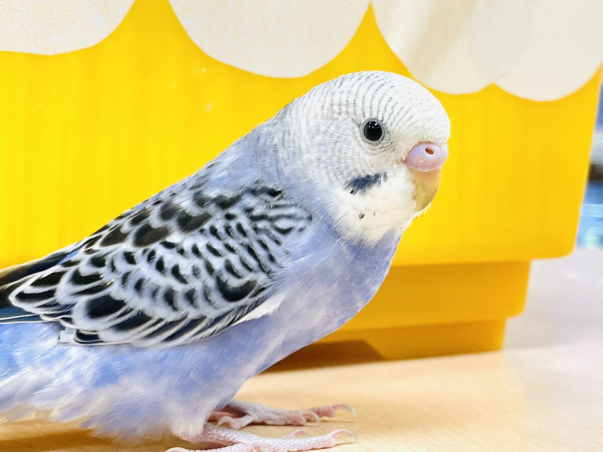 【最新画像】元気に鳴いて可愛くアピール💕セキセイインコ（オパーリン）