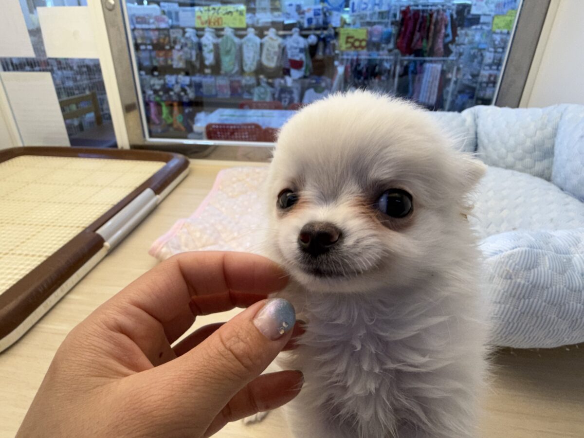 僕、嬉しくてニコニコしちゃうんだぁ😆かまって坊や参上✨チワワの男のコきました⭐️ チワワ