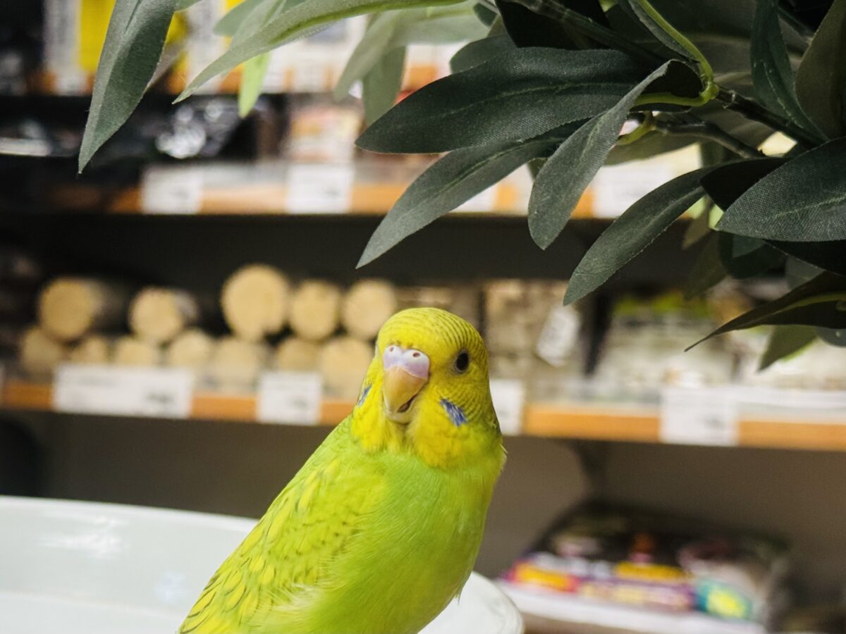 【最新画像】”癒される準備”出来てますか?🫧セキセイインコ(スパングル) セキセイインコ