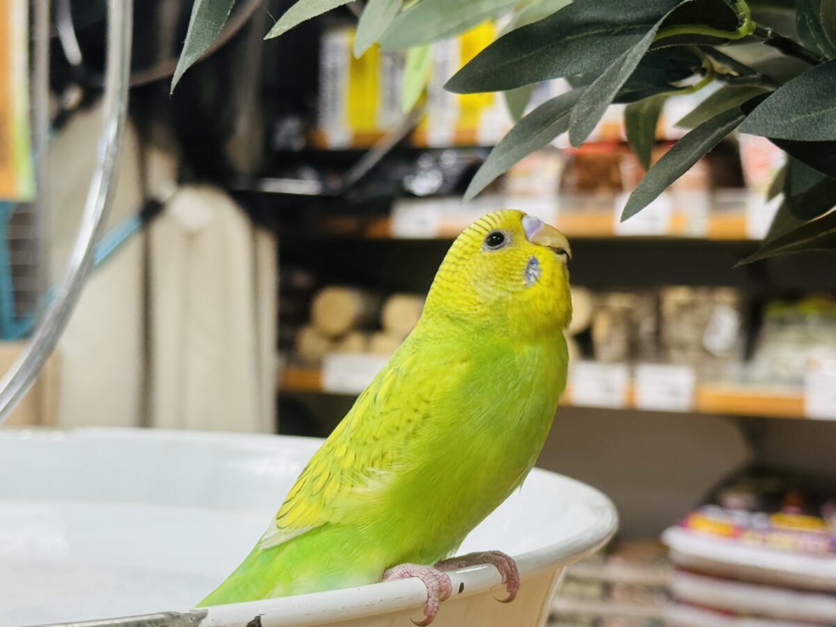 【最新画像】”癒される準備”出来てますか?🫧セキセイインコ(スパングル) セキセイインコ