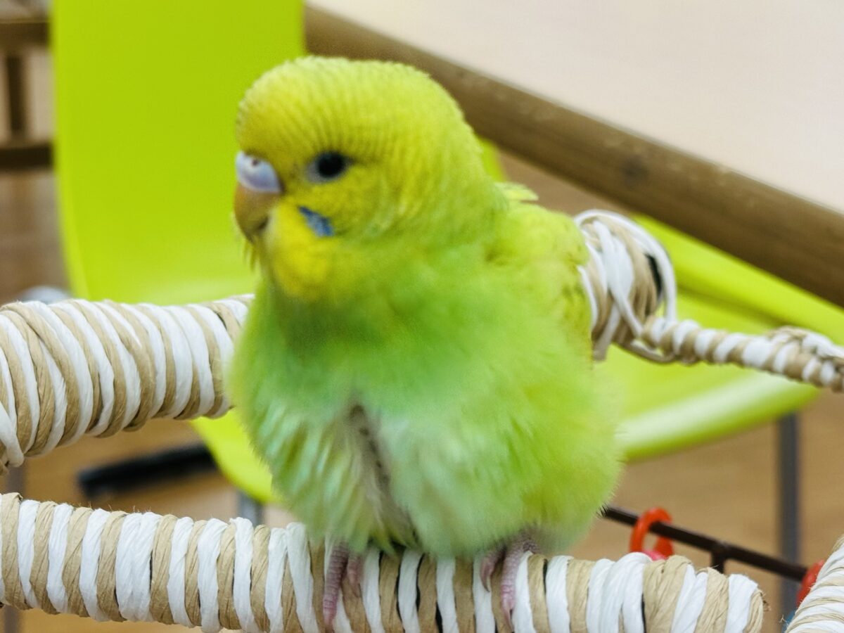 【最新画像】”癒される準備”出来てますか?🫧セキセイインコ(スパングル) セキセイインコ