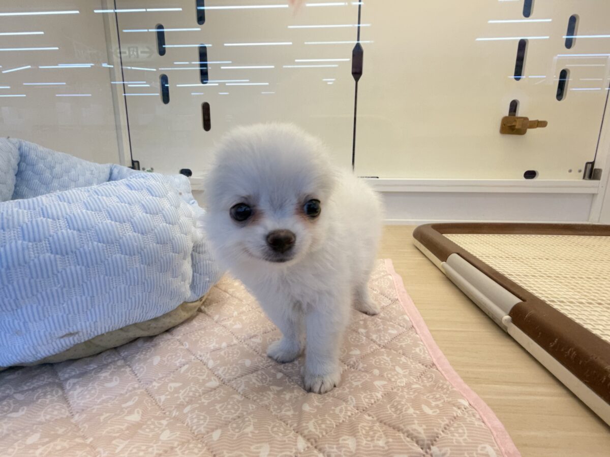 僕、嬉しくてニコニコしちゃうんだぁ😆かまって坊や参上✨チワワの男のコきました⭐️ チワワ