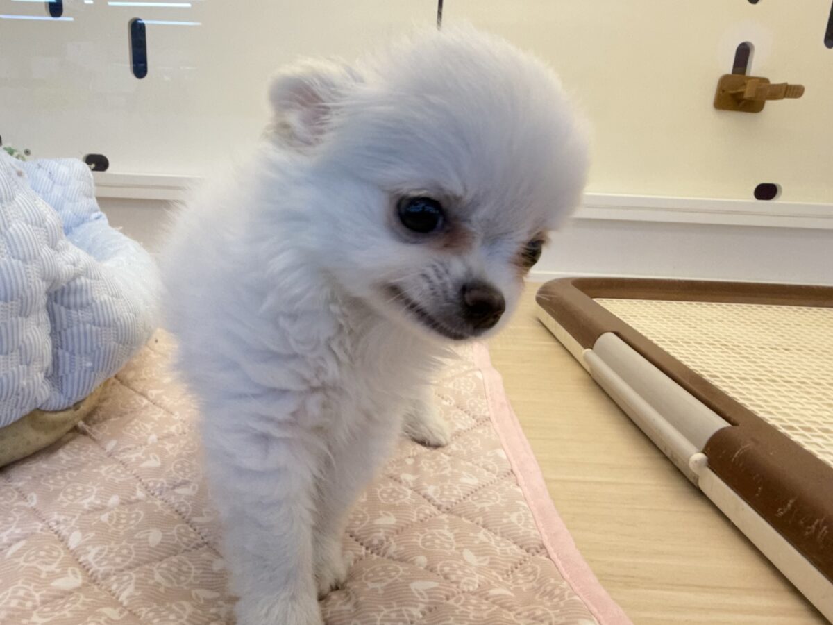 僕、嬉しくてニコニコしちゃうんだぁ😆かまって坊や参上✨チワワの男のコきました⭐️ チワワ