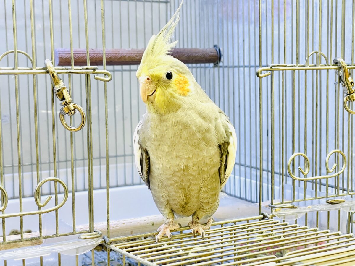 オカメインコ