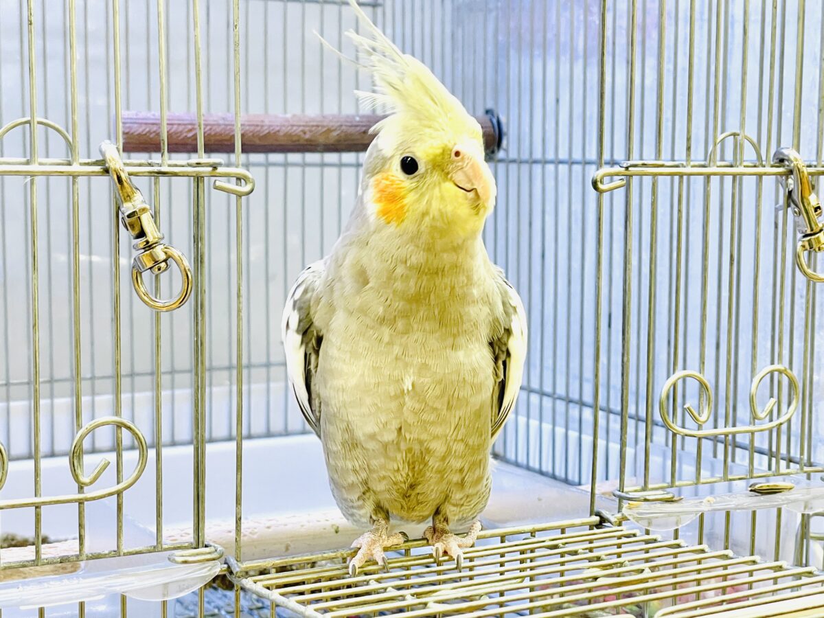 オカメインコ