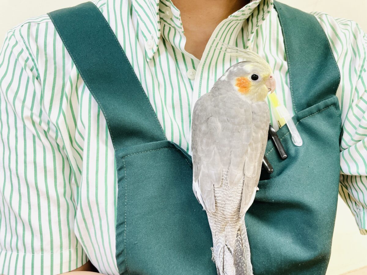 オカメインコ