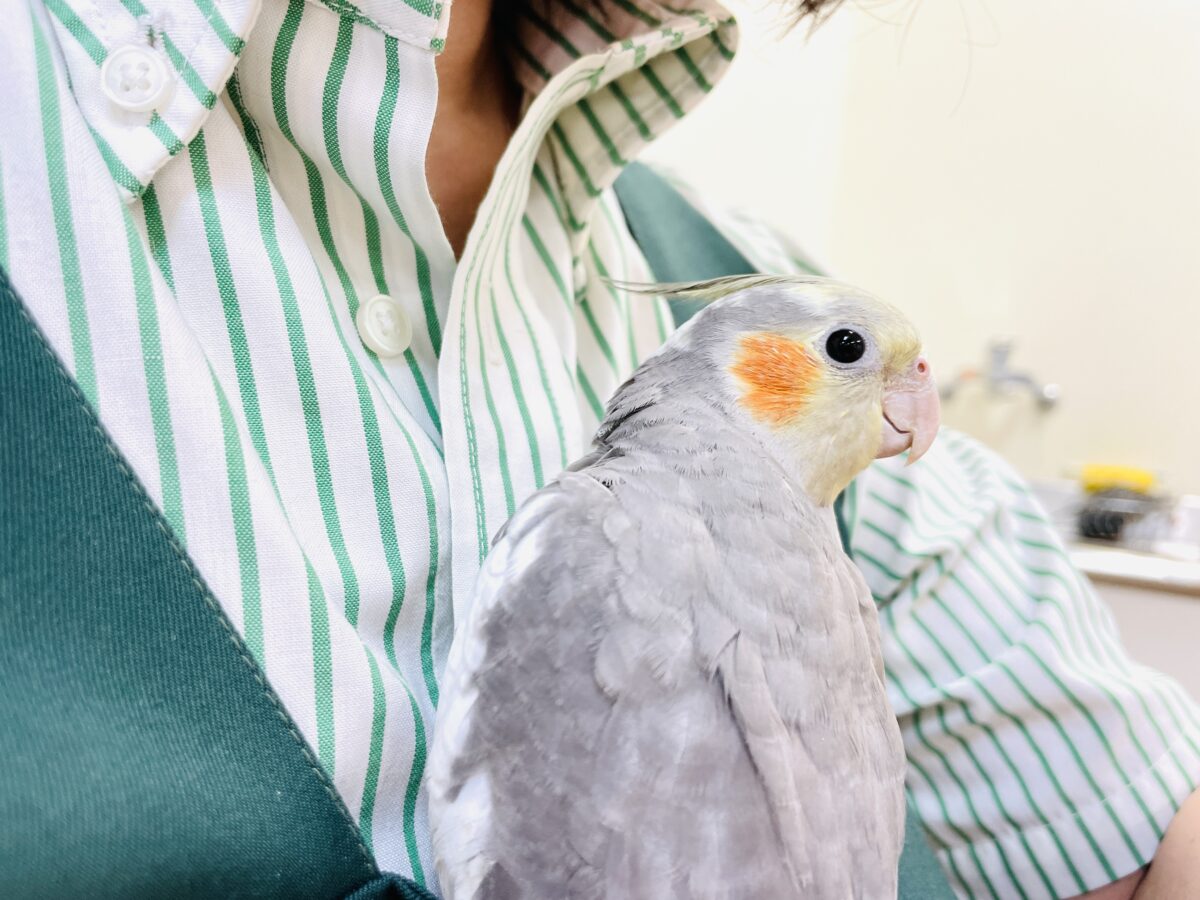 オカメインコ