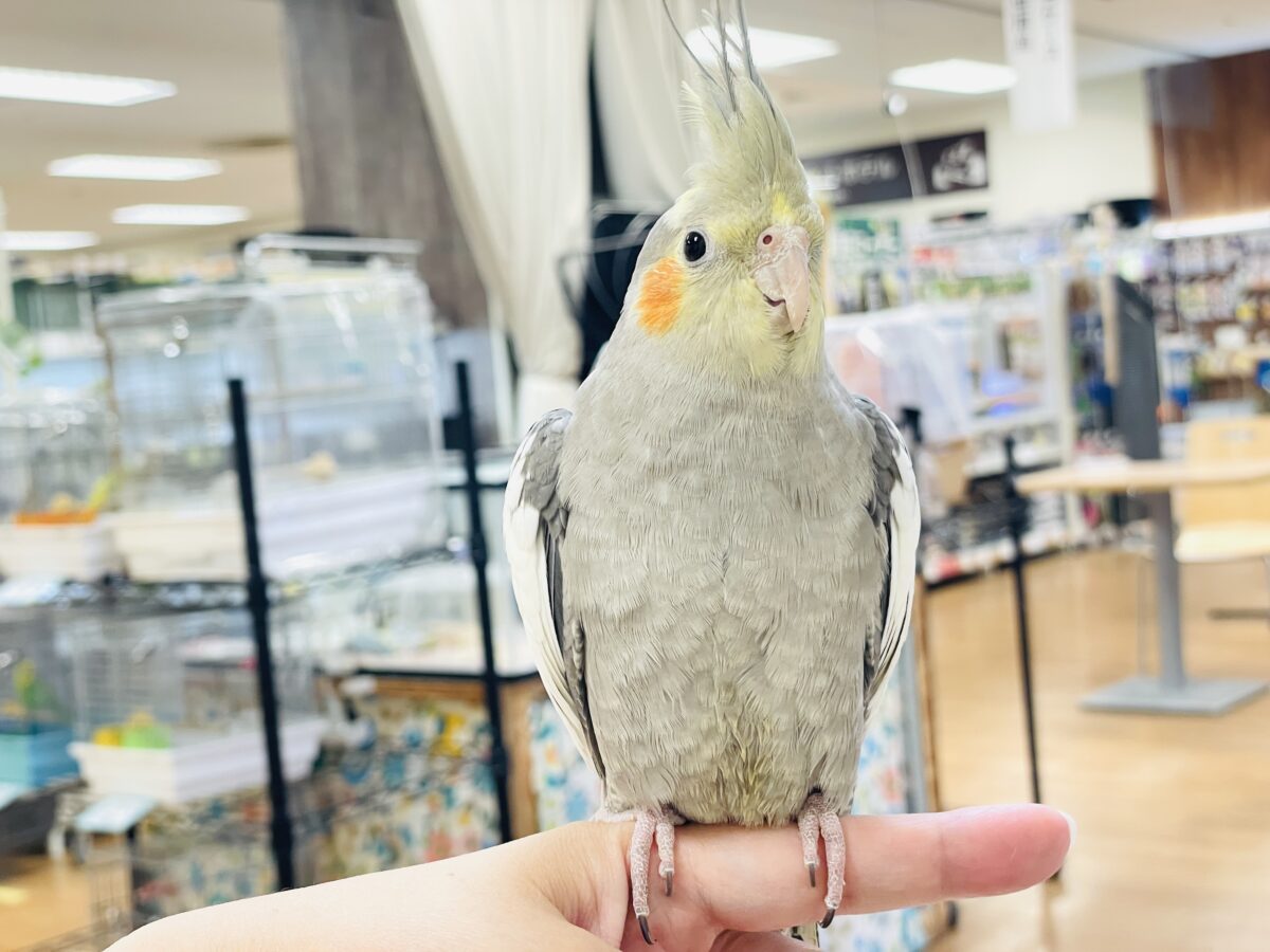 オカメインコ