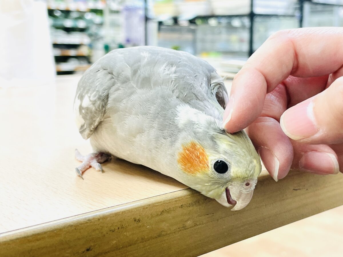 オカメインコ