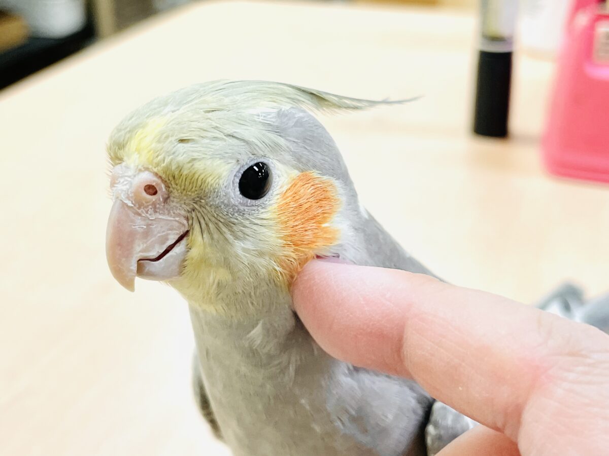 オカメインコ