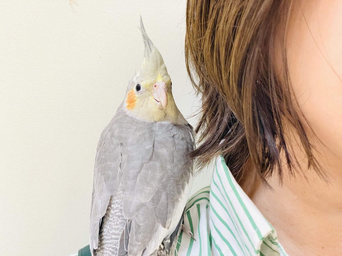 オカメインコ