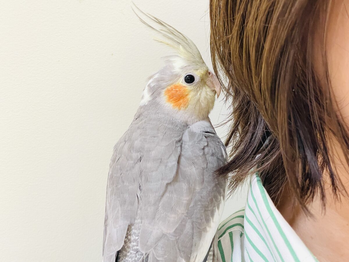 オカメインコ