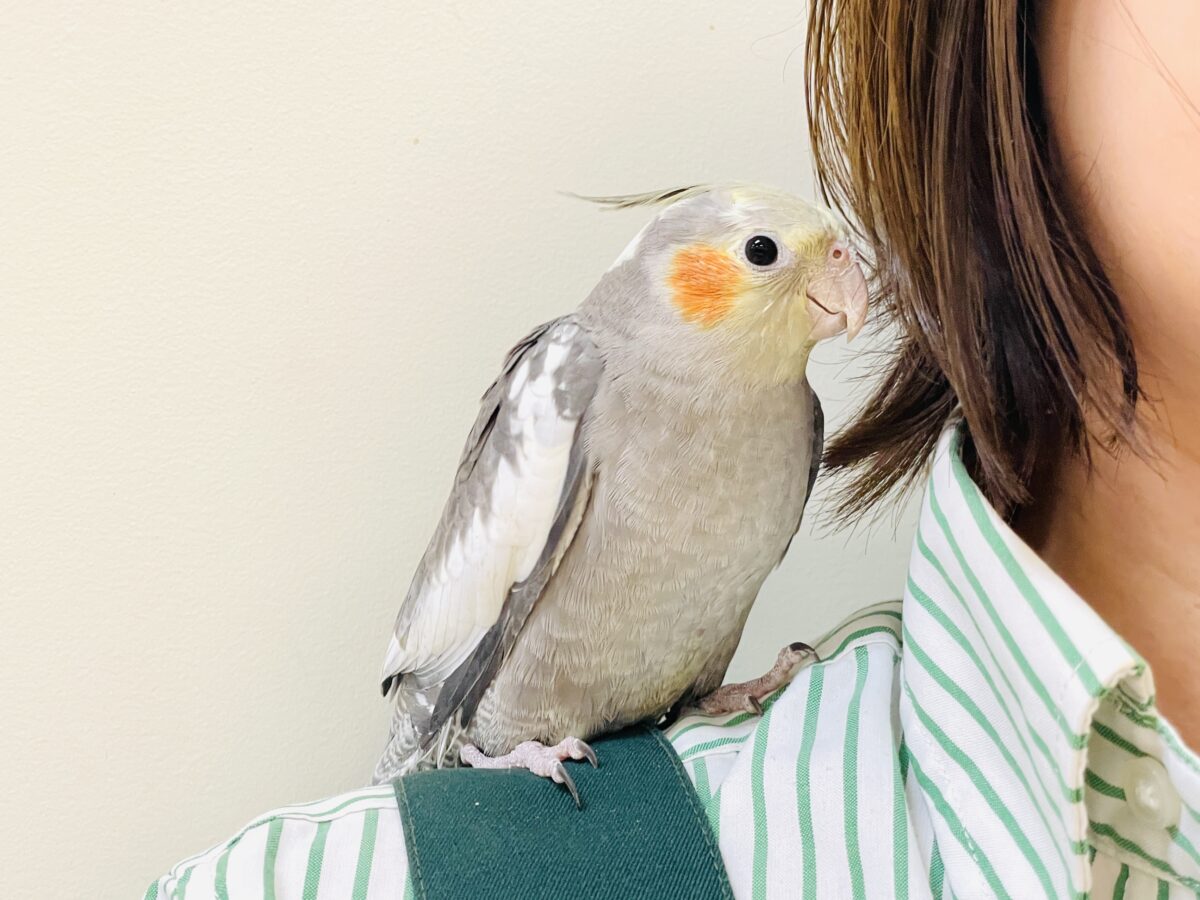 オカメインコ