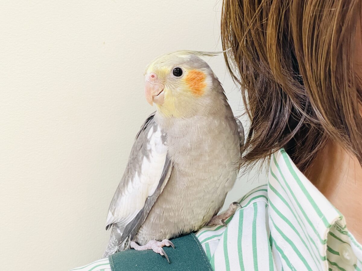 オカメインコ