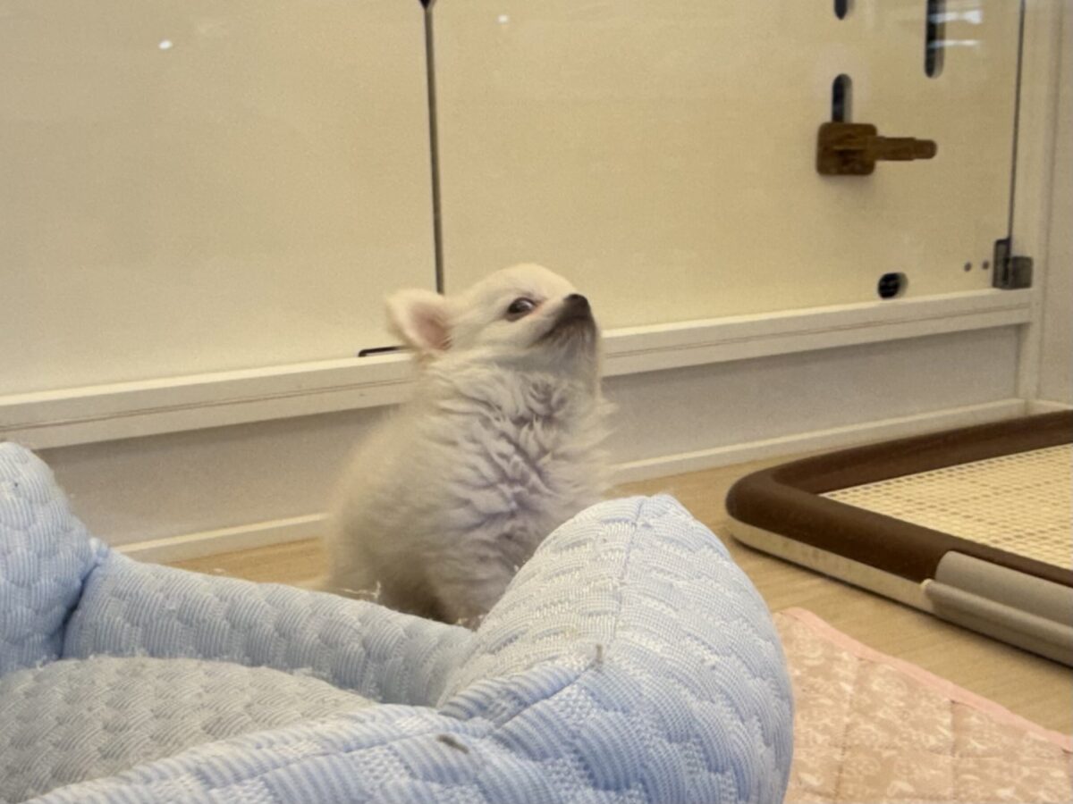 僕、嬉しくてニコニコしちゃうんだぁ😆かまって坊や参上✨チワワの男のコきました⭐️ チワワ