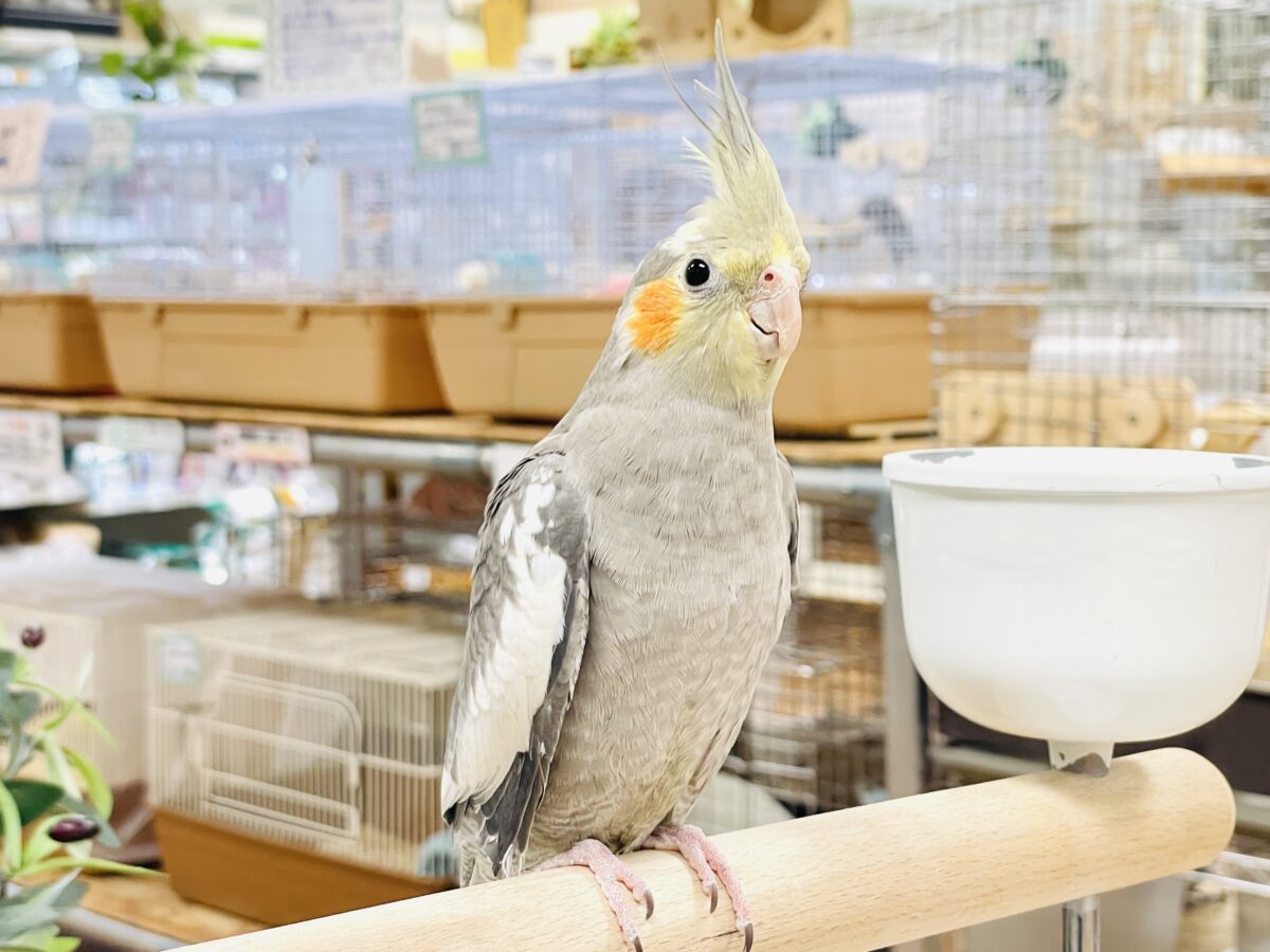 オカメインコ