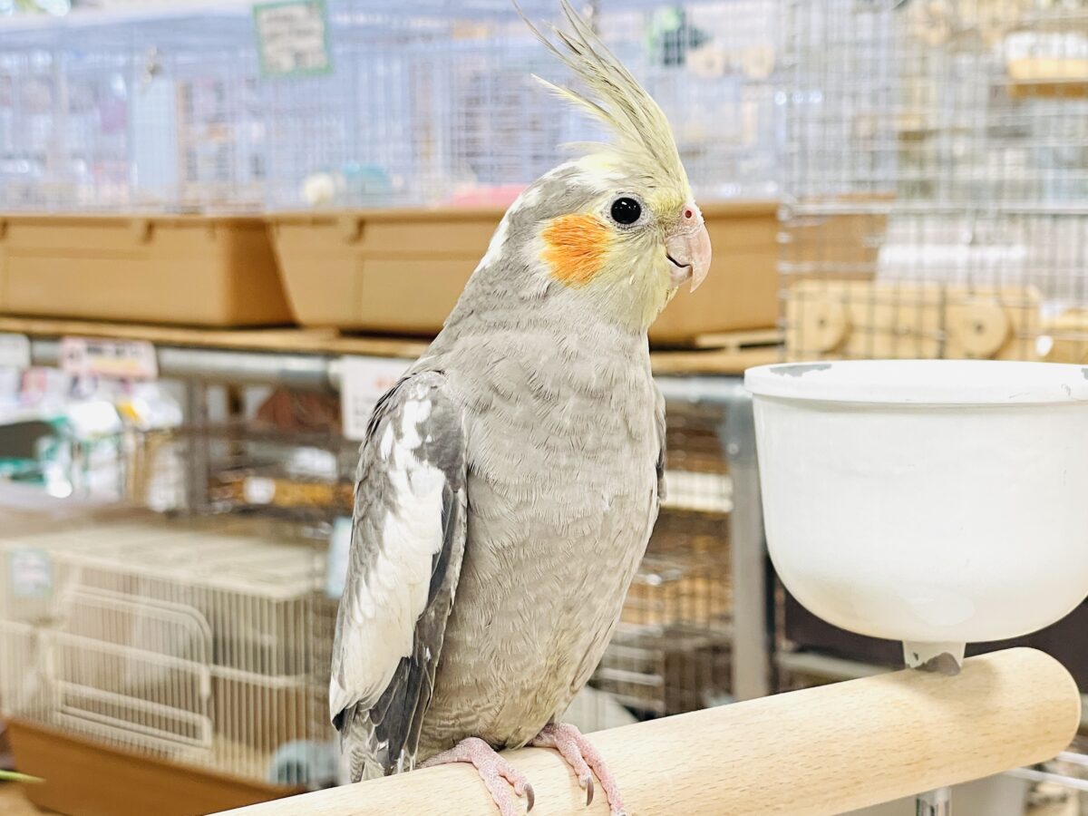 オカメインコ