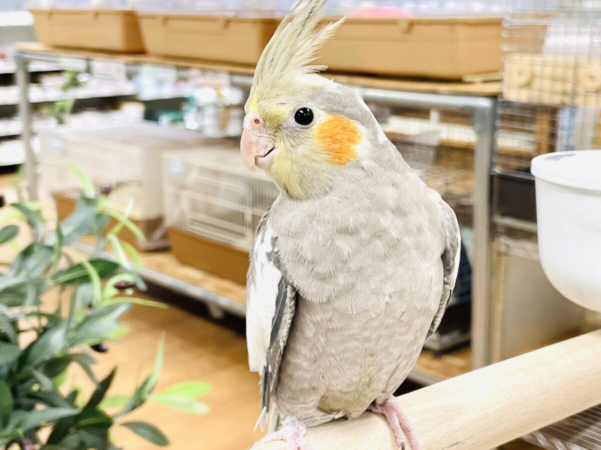 オカメインコ