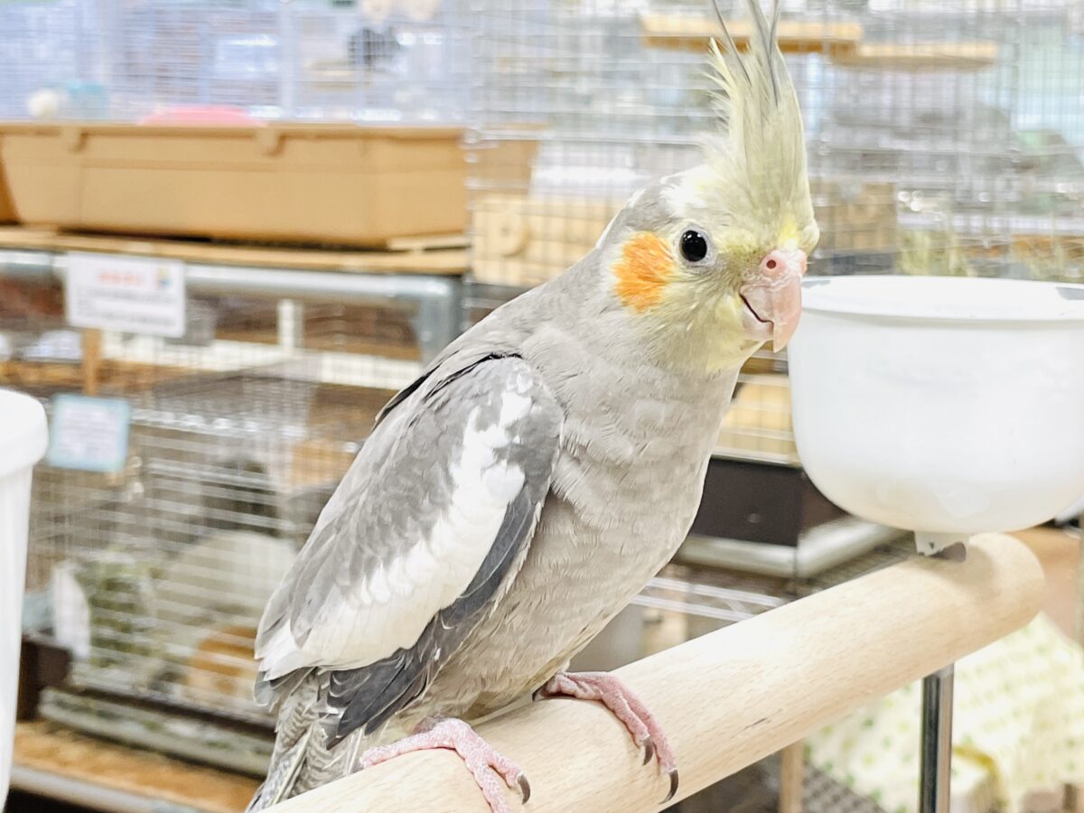 オカメインコ