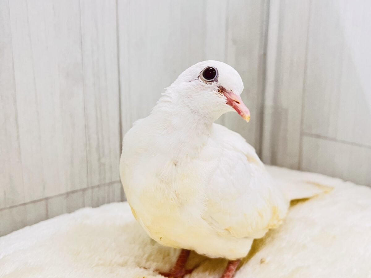 画像更新☆華麗にワキワキダンス披露中〜🕊🍀.∘ギンバトのヒナ入荷しました❤️ ギンバト