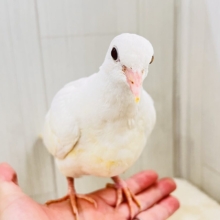 画像更新☆華麗にワキワキダンス披露中〜🕊🍀.∘ギンバトのヒナ入荷しました❤️
