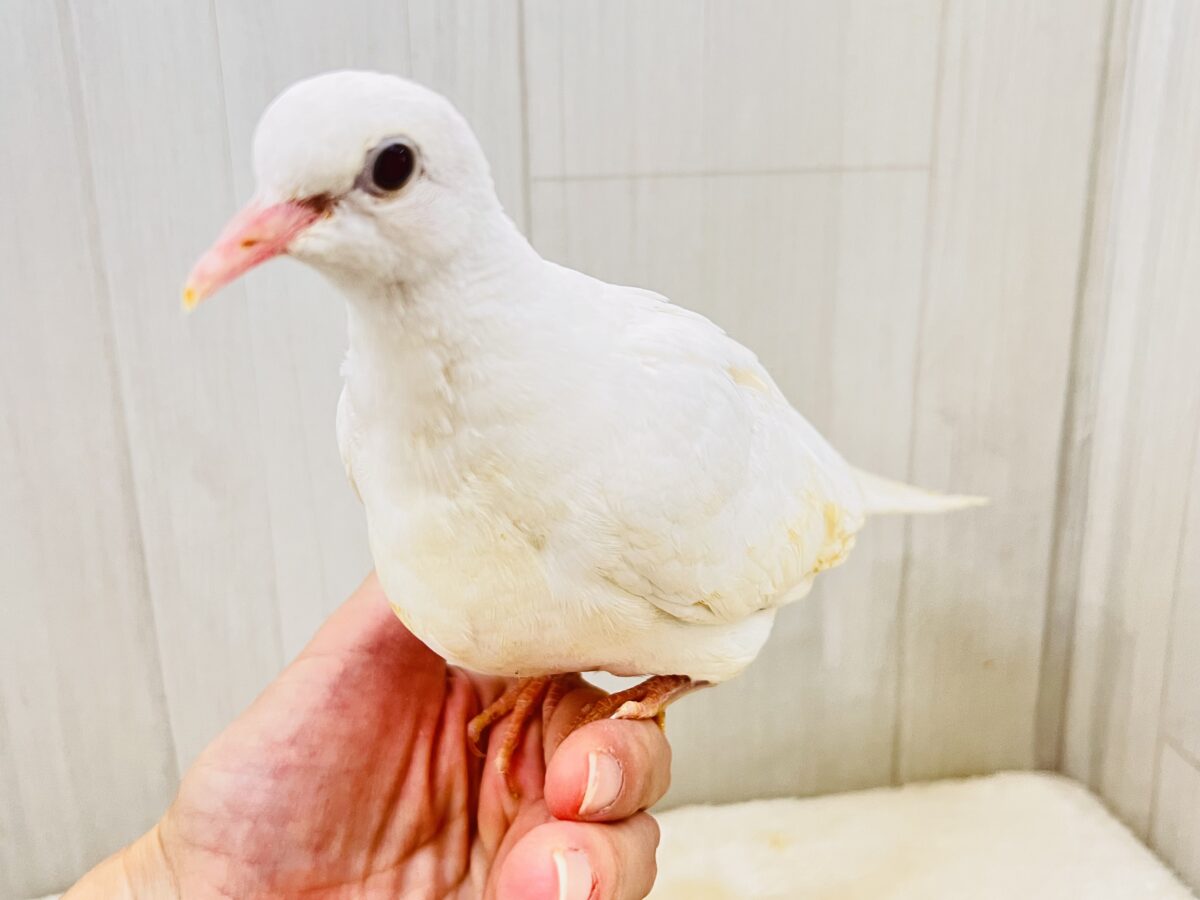 画像更新☆華麗にワキワキダンス披露中〜🕊🍀.∘ギンバトのヒナ入荷しました❤️ ギンバト