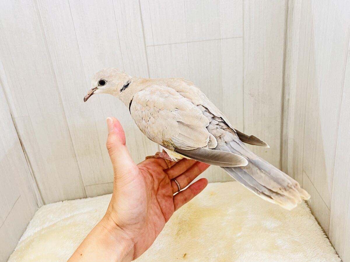 画像更新☆まん丸おめめがキュート💓1人餌になったよ!ジュズカケバト! ジュズカケバト