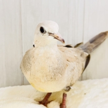 画像更新☆まん丸おめめがキュート💓1人餌になったよ！ジュズカケバト！