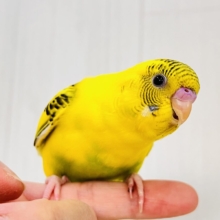 画像更新☆BOON🐝🍯ハチさんカラーの可愛いセキセイインコのヒナ(黄色のハルクイン)入荷しました❤️