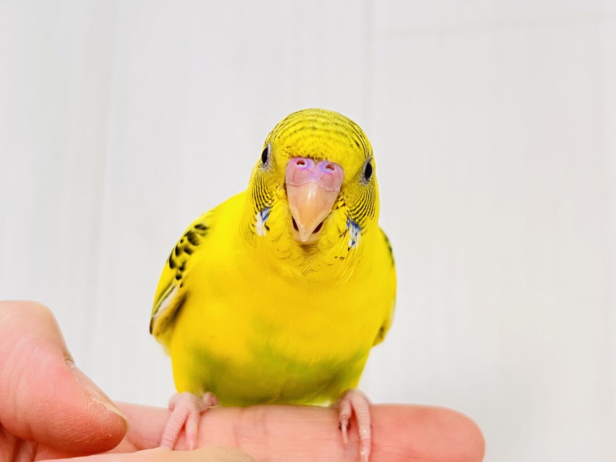 画像更新☆BOON🐝🍯ハチさんカラーの可愛いセキセイインコのヒナ(黄色のハルクイン)入荷しました❤️ セキセイインコ