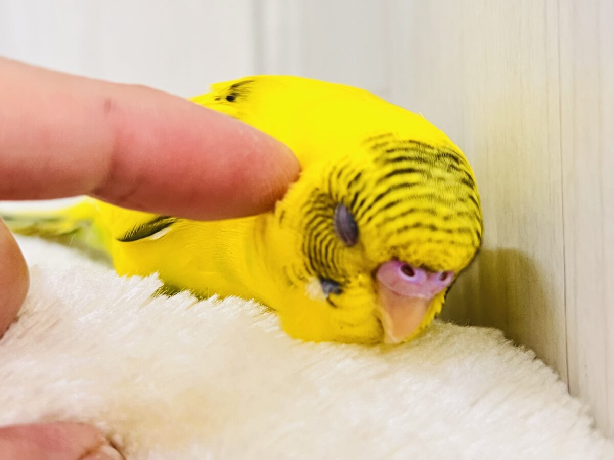 画像更新☆BOON🐝🍯ハチさんカラーの可愛いセキセイインコのヒナ(黄色のハルクイン)入荷しました❤️ セキセイインコ
