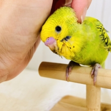 画像更新☆鳩乗り⁉️ちびっこセキセイインコさん(グリーンオパーリン)入荷しました❤️